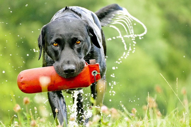 retrieve