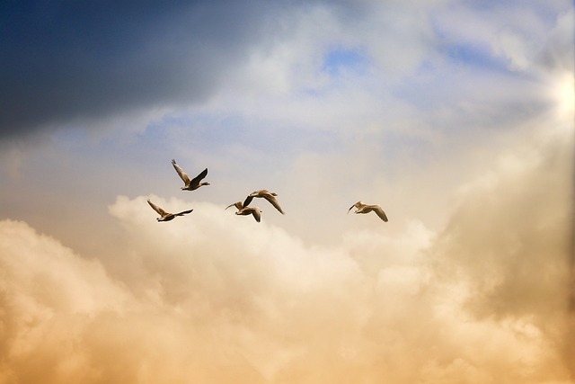 freedom