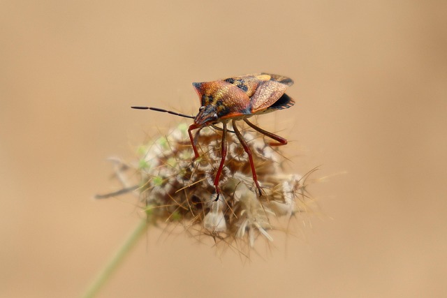 bug