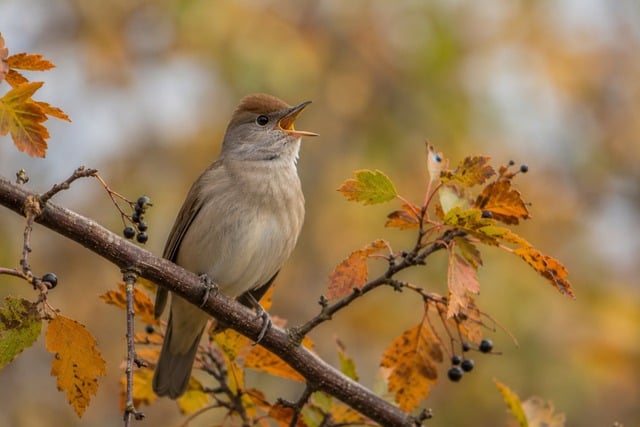 vocalization