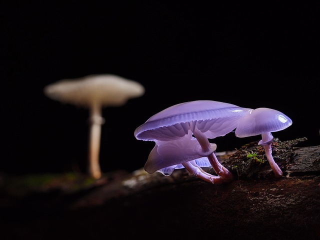 mushroom