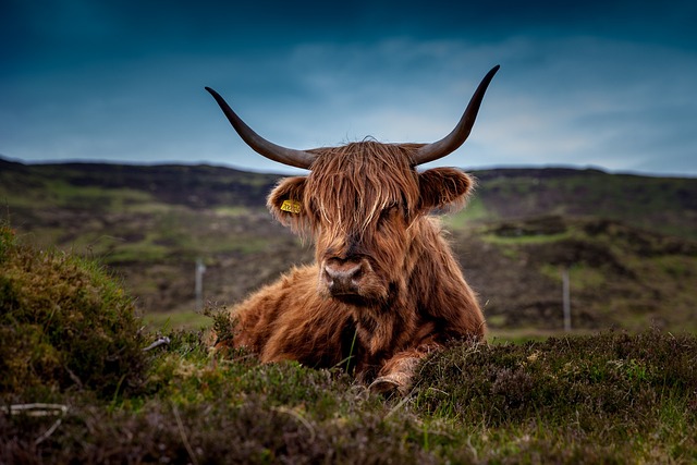 cattle