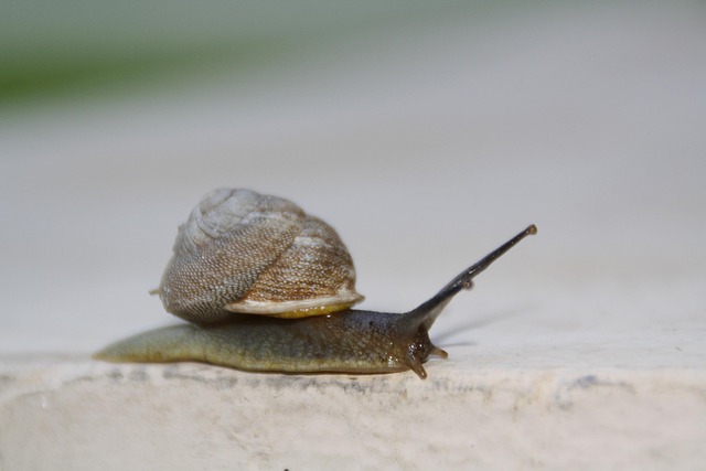 sluggish