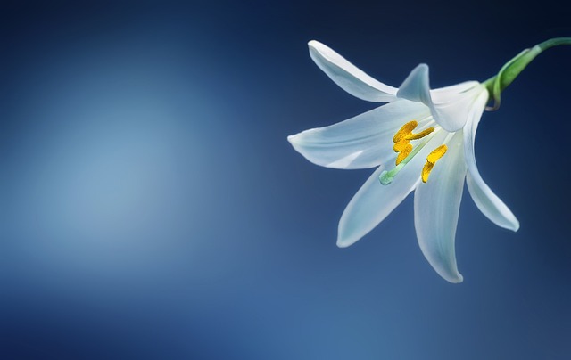 lily