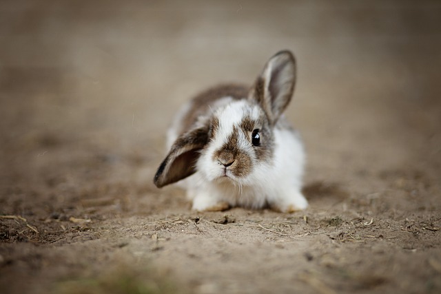 bunny