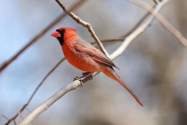 cardinal