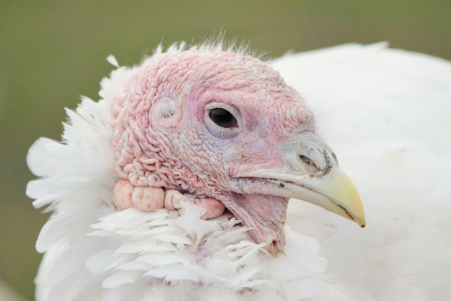 poultry