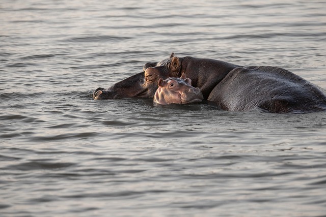 hippo