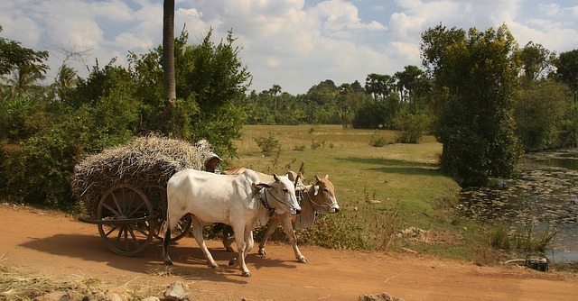 ox
