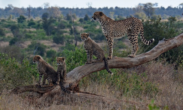 cheetah