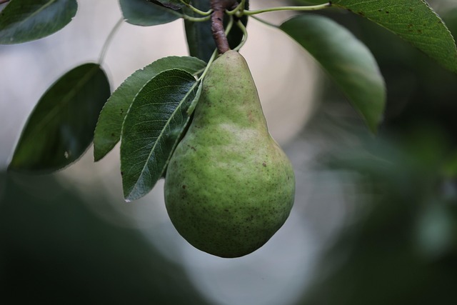 pear