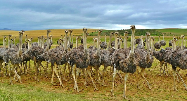 ostrich