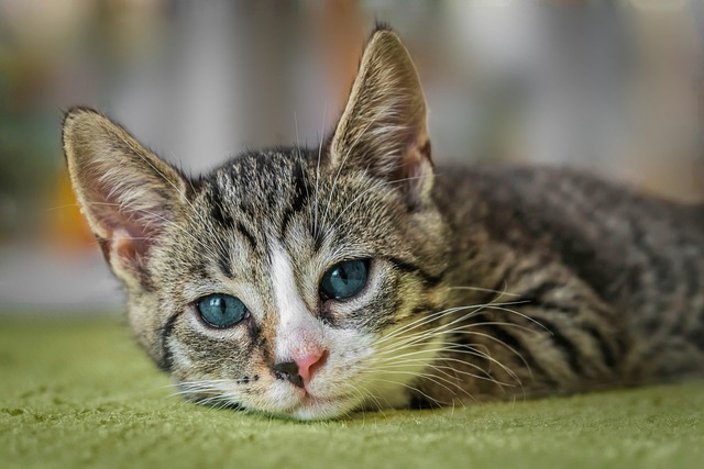 kitten