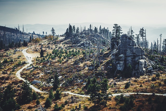 reforestation