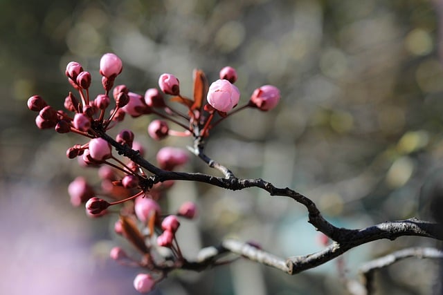 plum