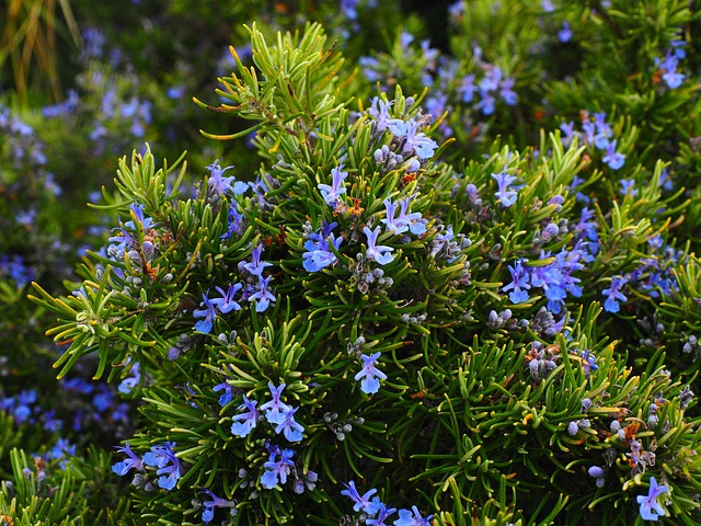 aromatic