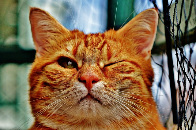 wink