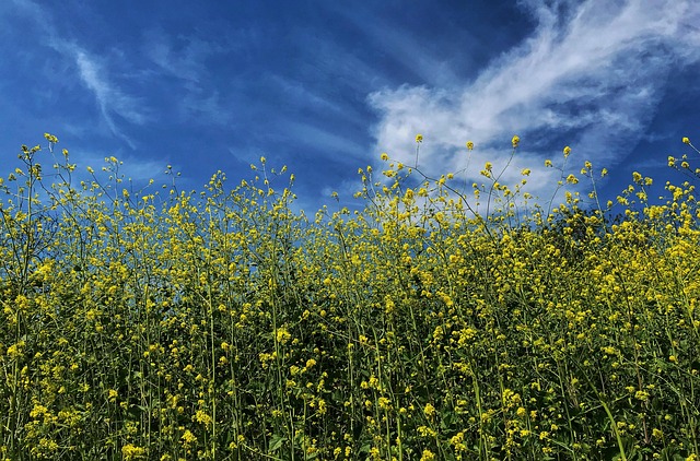 mustard