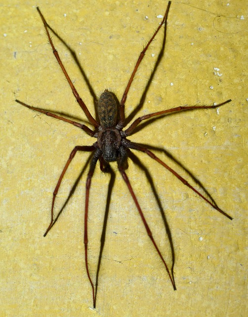 intruder