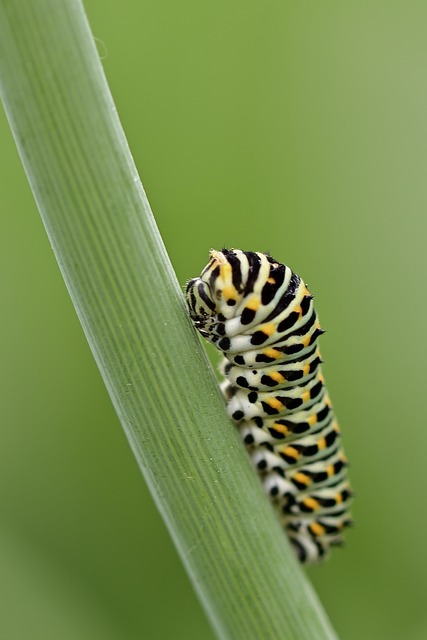 caterpillar