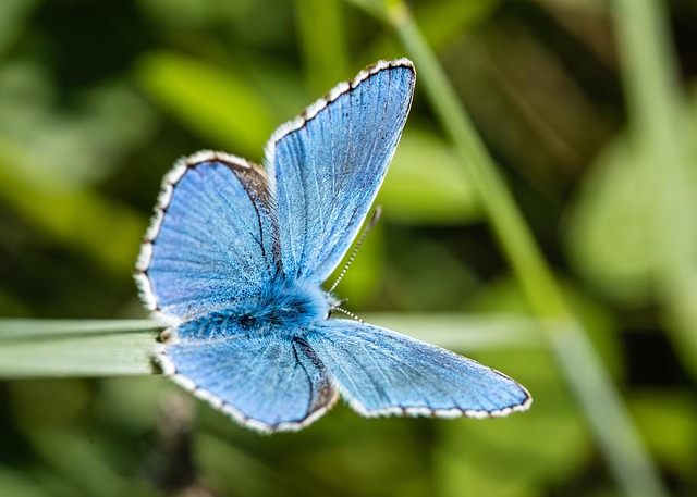 biodiversity
