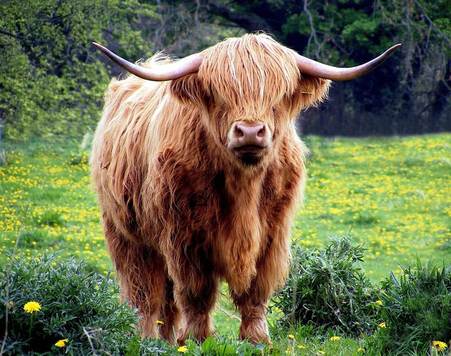 highland