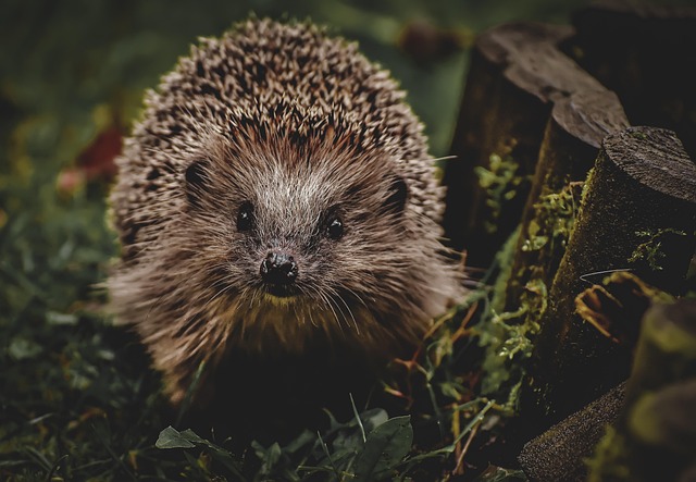 hedgehog
