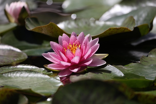 water the flowers