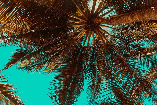 palm