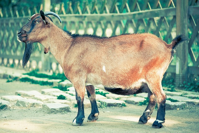 goat