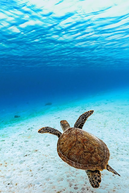 sea